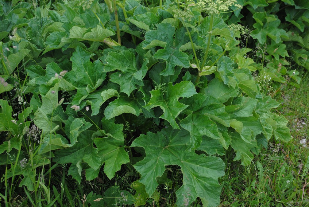 Heracleum cfr. sibiricum