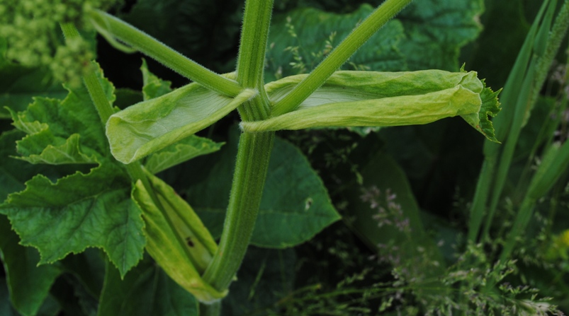 Heracleum cfr. sibiricum