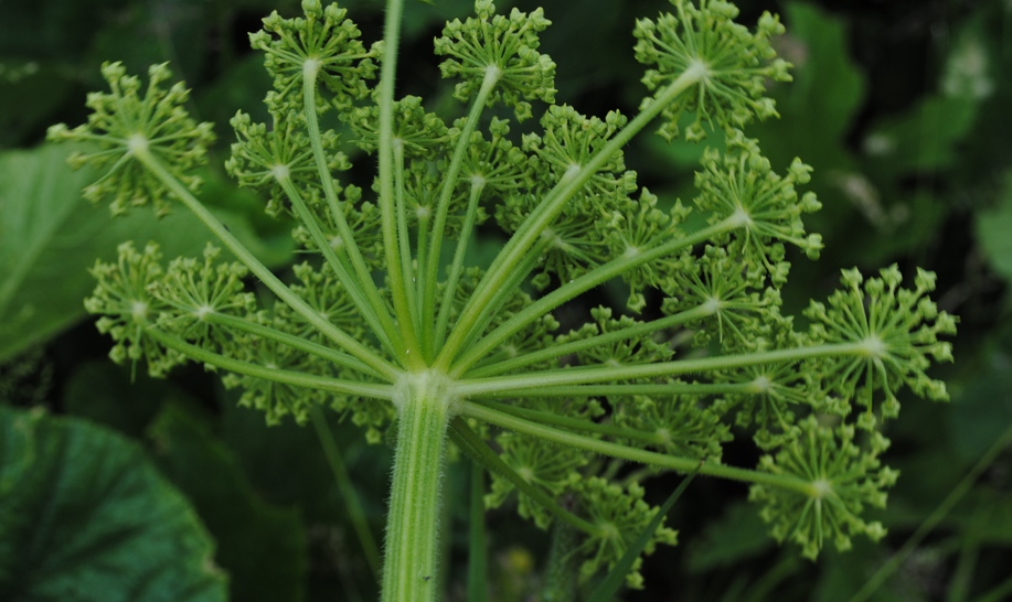 Heracleum cfr. sibiricum