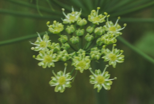 Heracleum cfr. sibiricum