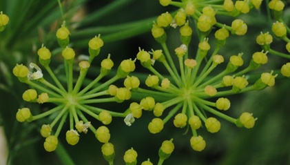 Heracleum cfr. sibiricum