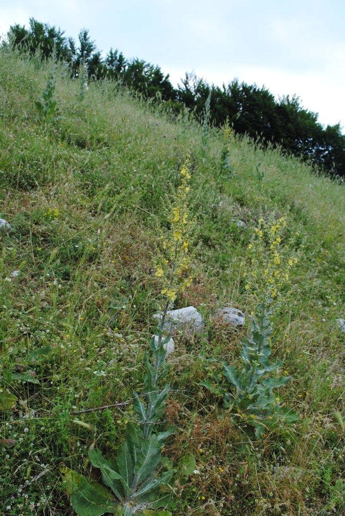 Verbascum pulverulentum / Verbasco a candelabro