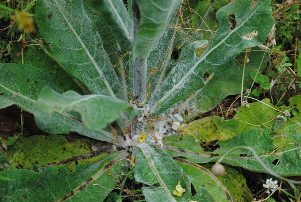 Verbascum pulverulentum / Verbasco a candelabro