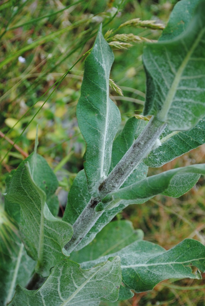 Verbascum pulverulentum / Verbasco a candelabro