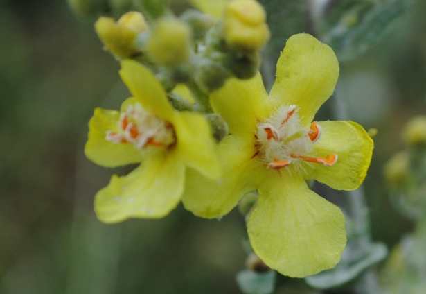 Verbascum pulverulentum / Verbasco a candelabro
