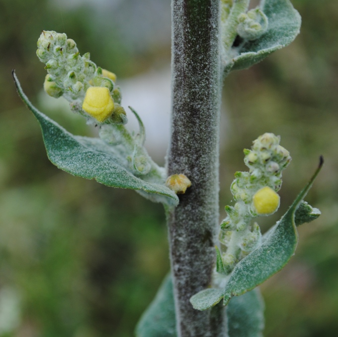 Verbascum pulverulentum / Verbasco a candelabro