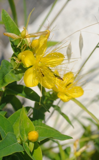 Hypericum calycinum