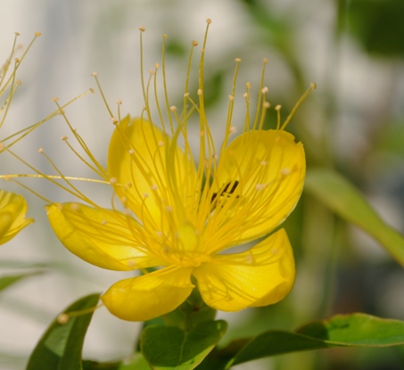 Hypericum calycinum