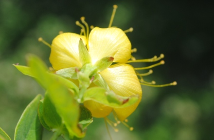 Hypericum calycinum