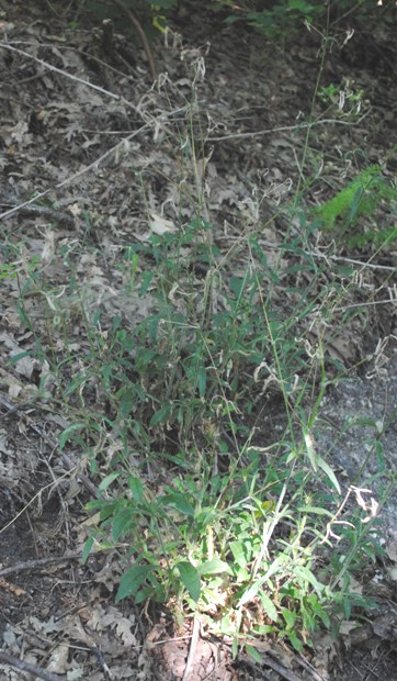 Silene??
