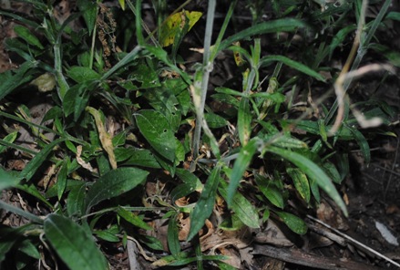 Silene??