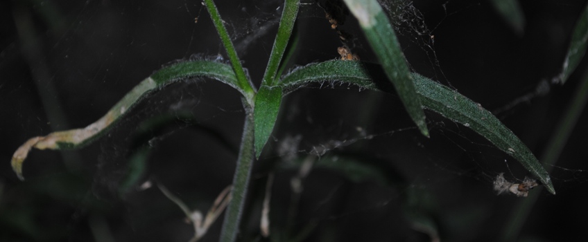 Silene??