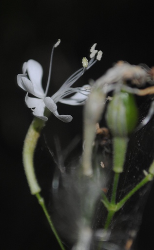 Silene??