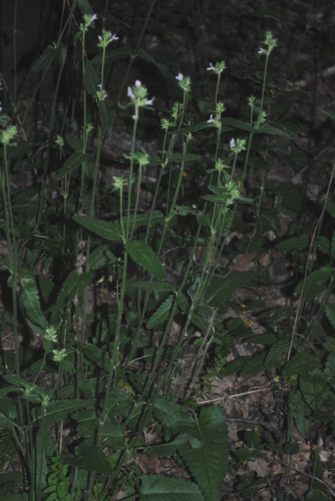 Stachys officinalis