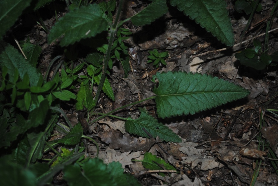 Stachys officinalis