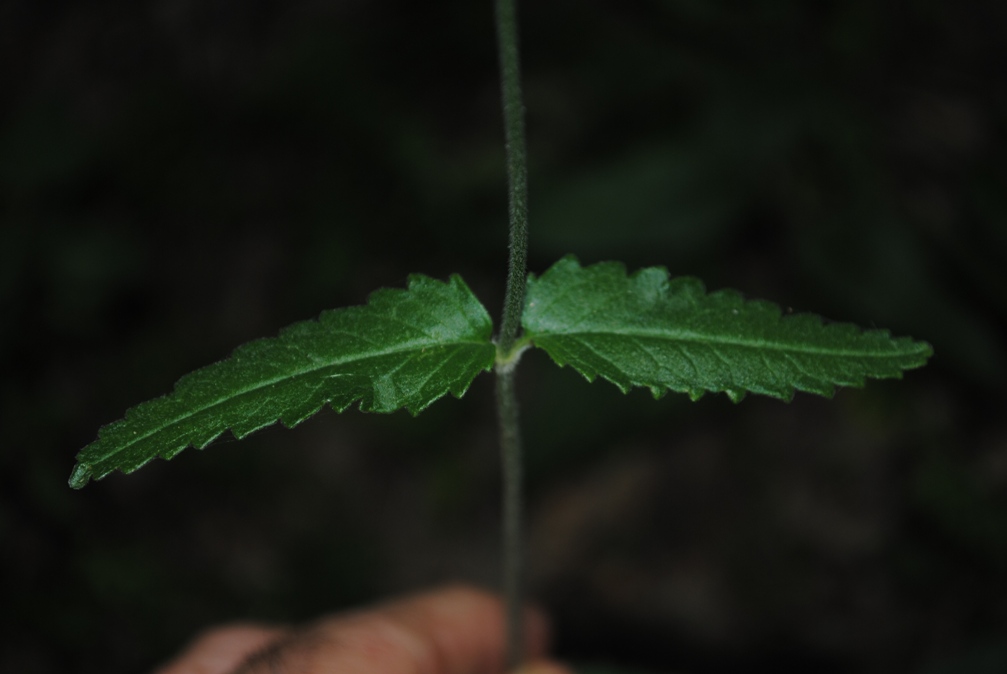 Stachys officinalis