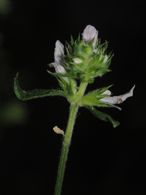 Stachys officinalis