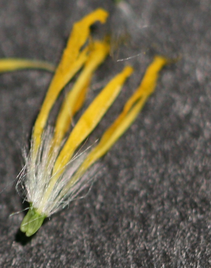 PICCOLA ASTERACEA - Hypochaeris achyrophorus ?