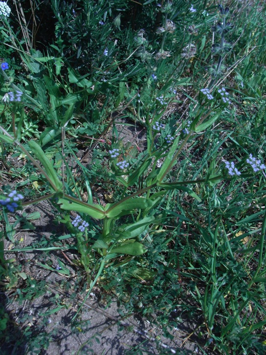 Valerianella?
