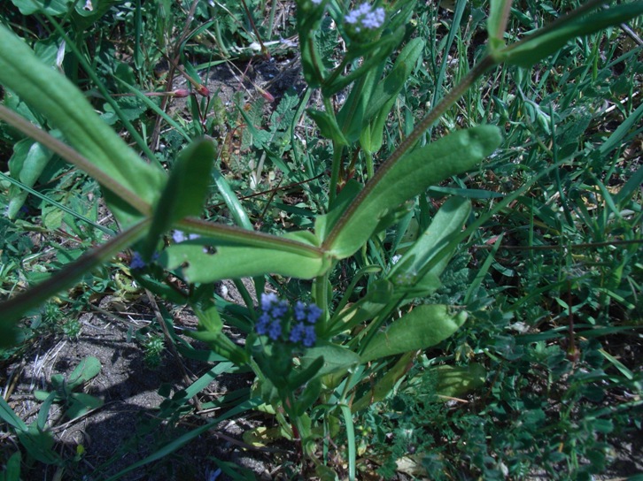Valerianella?