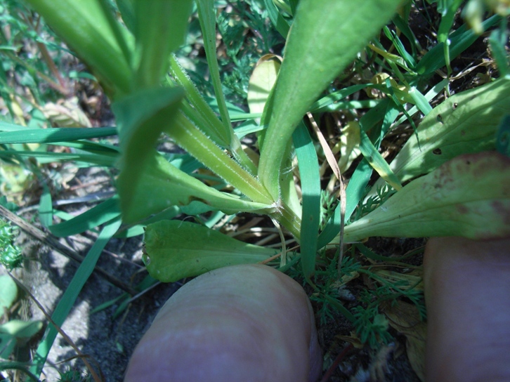 Valerianella?