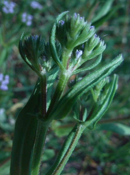 Valerianella?