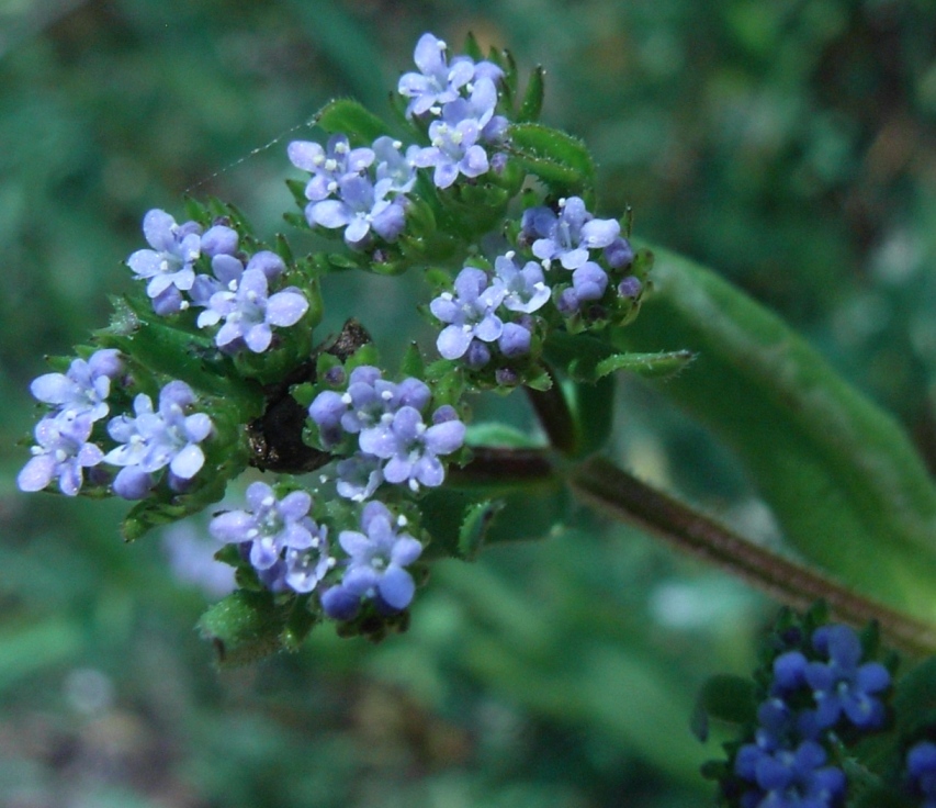 Valerianella?
