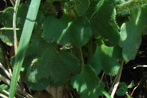 Saxifraga granulata / Sassifraga granulosa