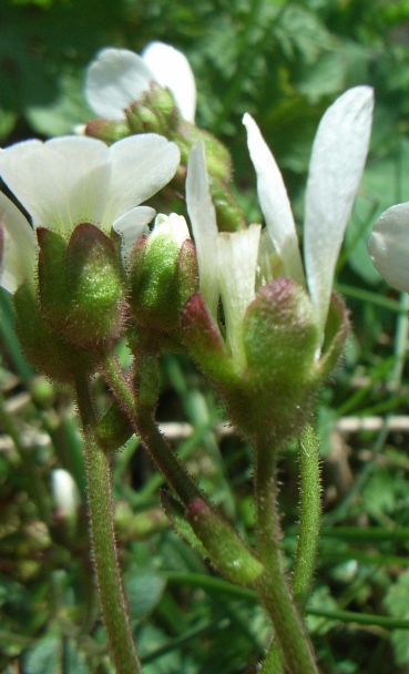 Saxifraga granulata / Sassifraga granulosa