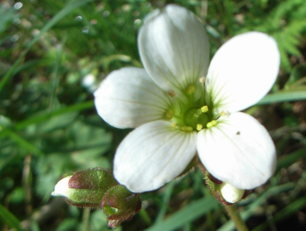 Saxifraga granulata / Sassifraga granulosa