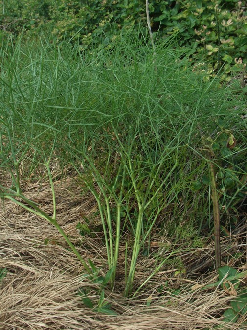 Apiacea - cfr. Peucedanum officinale