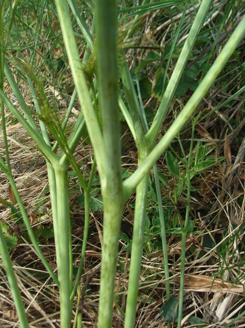 Apiacea - cfr. Peucedanum officinale