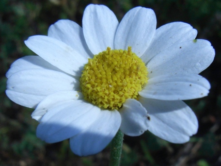 Anthemis
