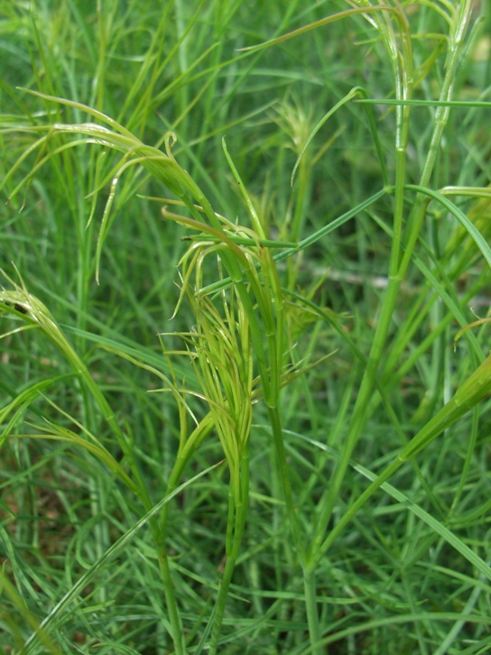 Apiacea - cfr. Peucedanum officinale