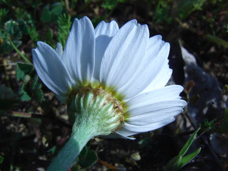 Anthemis