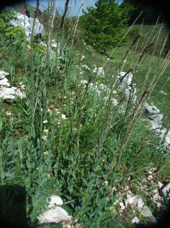 Turritis (=Arabis) glabra / Arabetta glabrescente