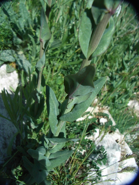 Turritis (=Arabis) glabra / Arabetta glabrescente