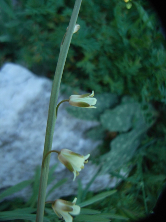 Turritis (=Arabis) glabra / Arabetta glabrescente