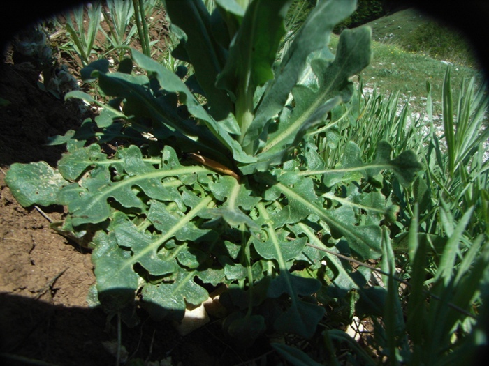 Turritis (=Arabis) glabra / Arabetta glabrescente