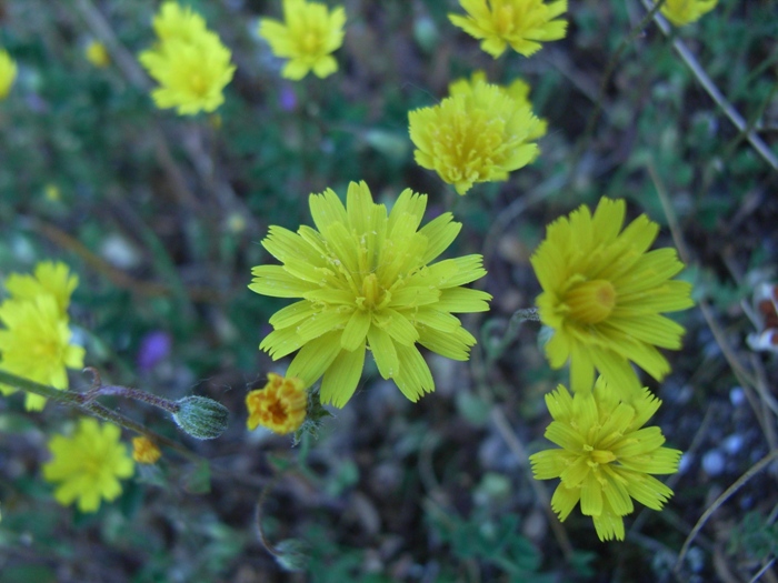 PICCOLA ASTERACEA - Hypochaeris achyrophorus ?