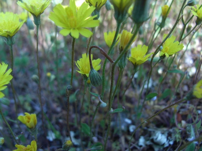 PICCOLA ASTERACEA - Hypochaeris achyrophorus ?