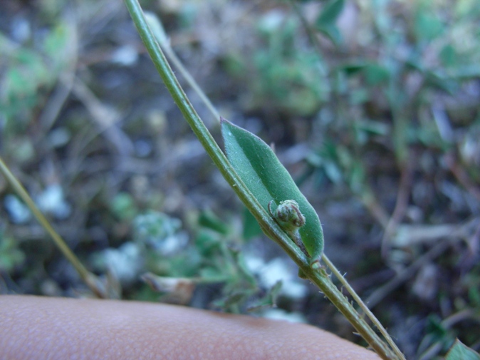 PICCOLA ASTERACEA - Hypochaeris achyrophorus ?