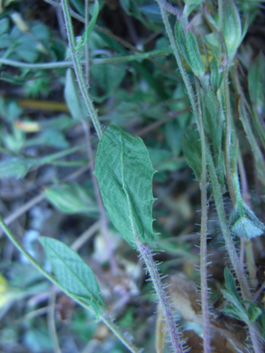 PICCOLA ASTERACEA - Hypochaeris achyrophorus ?