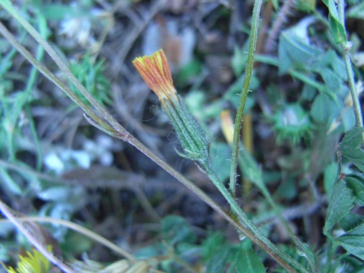 PICCOLA ASTERACEA - Hypochaeris achyrophorus ?