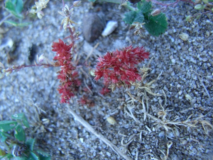da determinare -Amaranthus ?