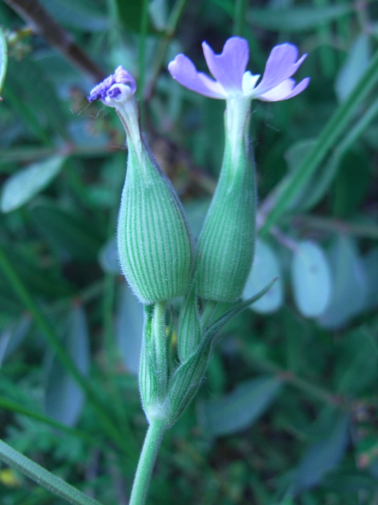 Silene conica / Silene conica