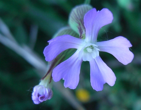 Silene conica / Silene conica