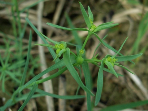 Euphorbia exigua / Euforbia sottile
