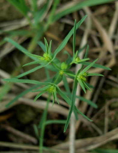 Euphorbia exigua / Euforbia sottile