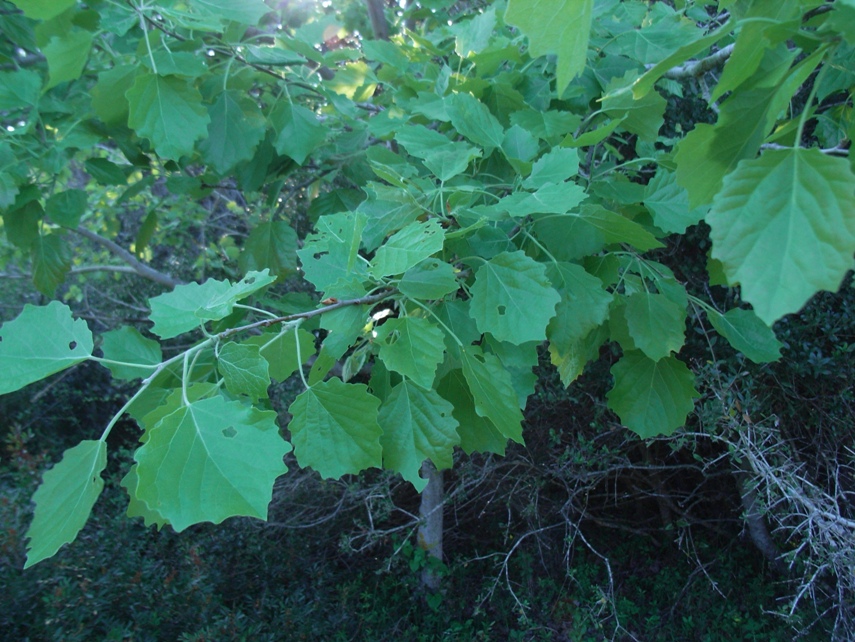 Populus alba